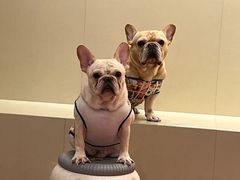 -和它·交个朋友·狗咖猫咖(爱琴海店)