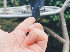 -新加坡飞禽公园