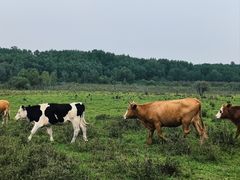 -塞罕坝国家级自然保护区
