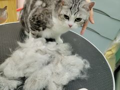 -四月宠物医院·猫专科·心脏专科·内科(转塘店)