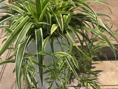 -绿杨春·淮扬宴(庐山路店)