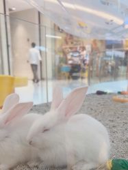 -嘻鸭涂(福田·卓悦汇哈尼彩虹店)