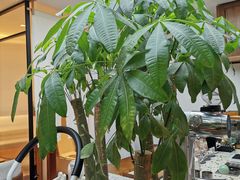 -Line 咖啡(石厦花园店)