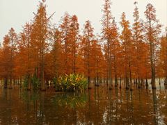 -白鹭湾湿地公园