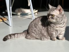-豆逗聊愈猫阁Easy Life