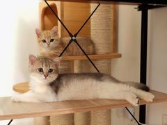 -东方名猫馆·英短金渐层布偶猫舍(环线广场1号楼店)