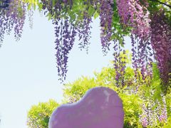 -嘉定紫藤园