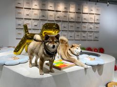 -柴务处·柴犬主题狗咖