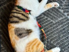 -Again Coffee Roaster(香蜜湖店)