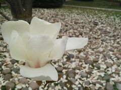android_upload_pic-钓鱼台国宾馆