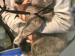 -PETKIT 小佩宠物·低压洗护·美容·寄养(安远店)