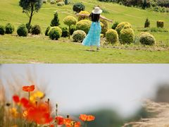 -空港花田景区