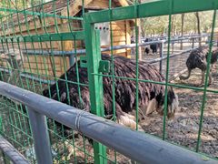 -长白岛森林公园