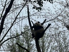 -都江堰中华大熊猫苑