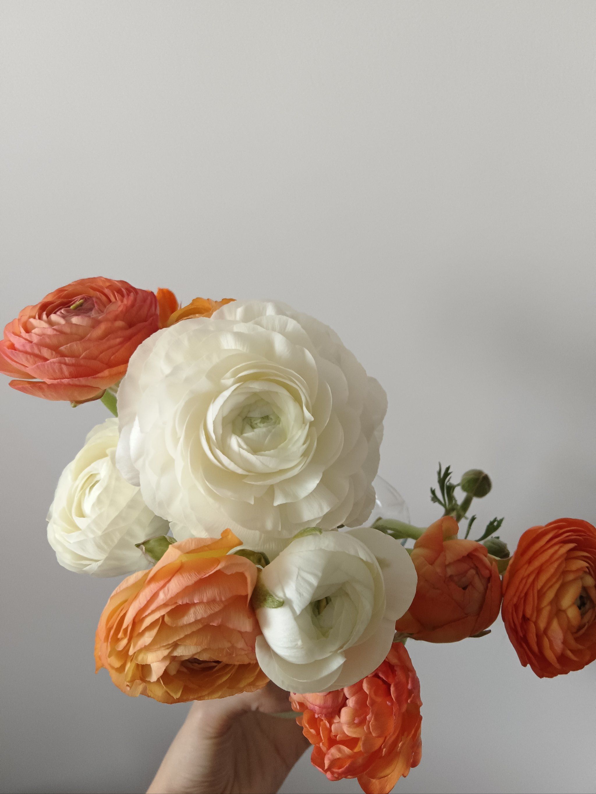 最喜欢白色洋牡丹