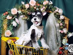 -超宠爱宠物摄影-Super pet