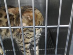 -安安宠医·安宠宠物医院