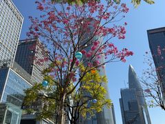 -深圳湾万象城(南山店)