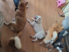 -柴犬高等学院·狗咖·柴犬售卖·宠物训练