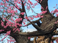 -南宁花花大世界景区