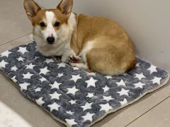 -佳雯宠物医院·皮肤科·内外科(春晓路分院)