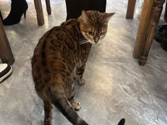 -猫小院猫主题餐厅(南锣旗舰店)