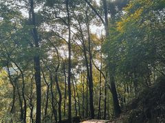 -南山植物园