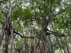 -中国科学院西双版纳热带植物园