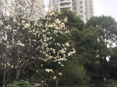-新湖明珠城