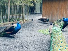 -上海三甲港铂瑞酒店-卓越西餐厅