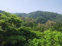 -东莞市大岭山森林公园