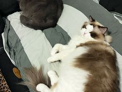 -纳吉亚猫专科动物诊疗中心(蒋宅口分院)