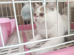 -派联宠物医院·24h·CT·异宠
