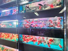 -花鸟鱼虫鲜花绿植市场(玉泉路店)