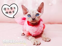 -70cat德文卷毛猫·缅因猫纯种猫舍