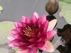 -亚沙水生植物园