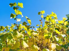 -永定河休闲森林公园