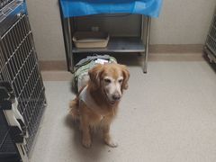 -爱派特动物医院·全科诊疗中心