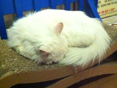 大堂-Sirena海妖日咖夜酒