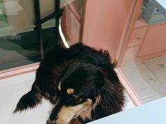 -FAELING PETS美天灵宠物(合生汇店)
