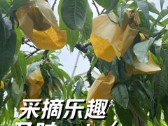 -老袁家蜜桃农场·阳山水蜜桃