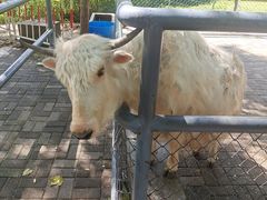 -长白岛森林公园