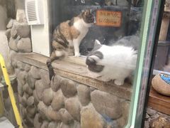 -猫咪博物馆(顶澳仔猫街店)