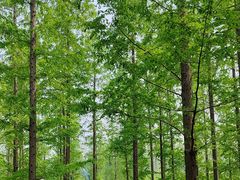 -黄海国家森林公园