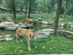 -北京野生动物园