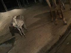-清迈夜间动物园