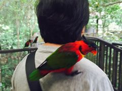 -新加坡飞禽公园