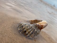 -日照海滨国家森林公园
