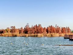 -上海海湾国家森林公园