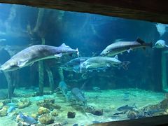 -华夏文旅海洋公园